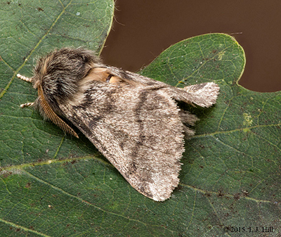 Citizen Science Tree Health And Invasive Species Centre For Ecology   Adult Oak Processionary Moth Les Hill Butterfly Conservation 400by337px 